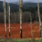 Campo de mimbre. Priego, Cuenca